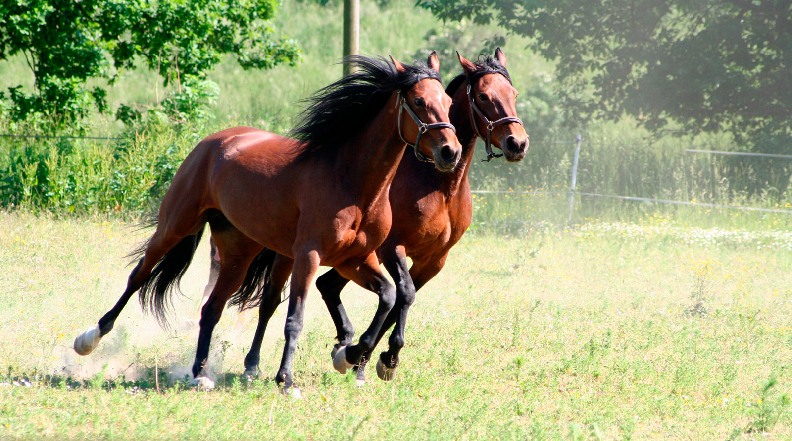 Aires de los caballos