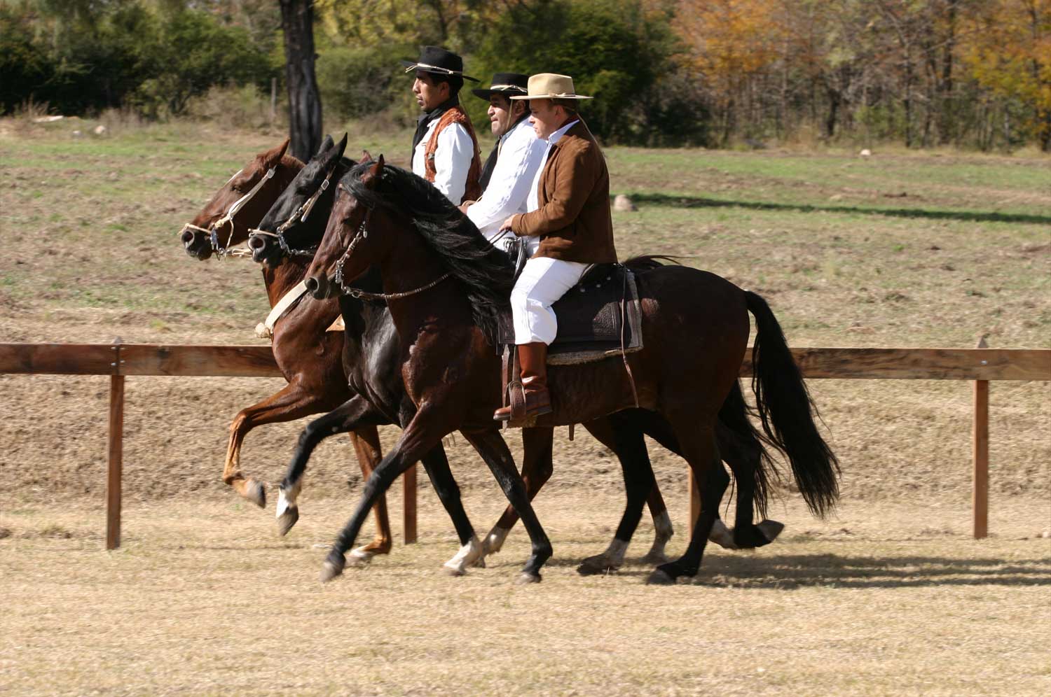 Caballo Peruano de paso