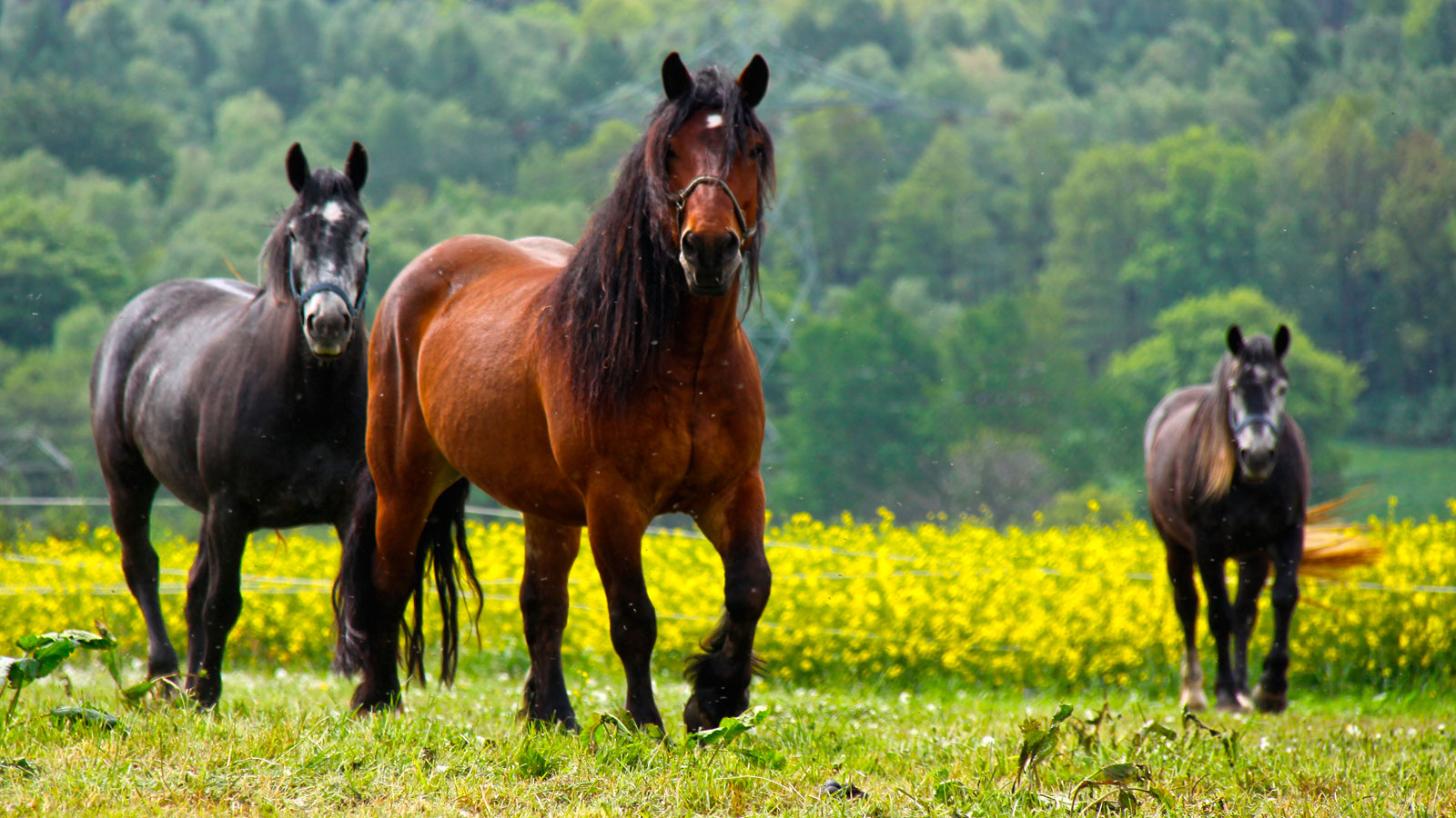 Montar a caballo actividad