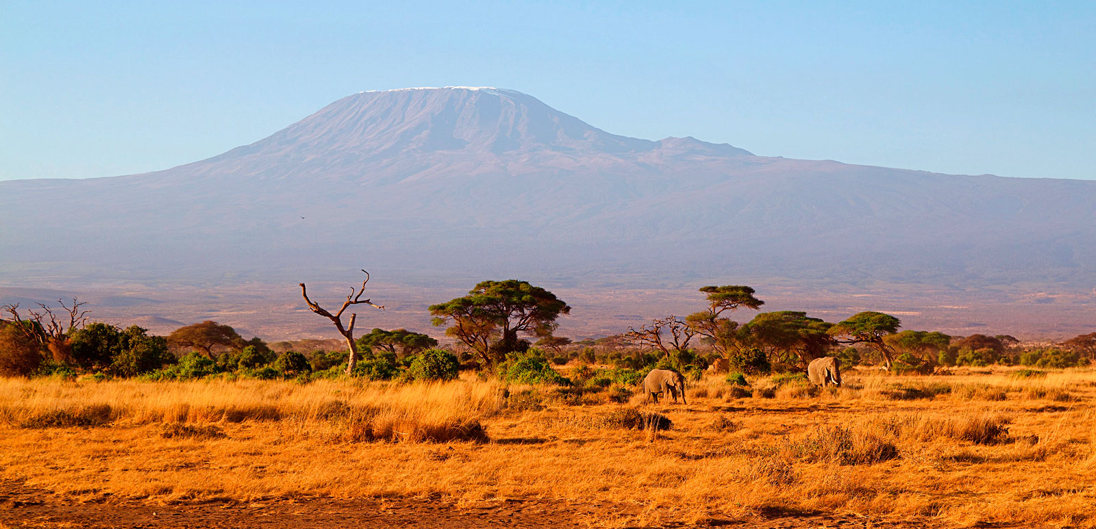 Horseback safaris