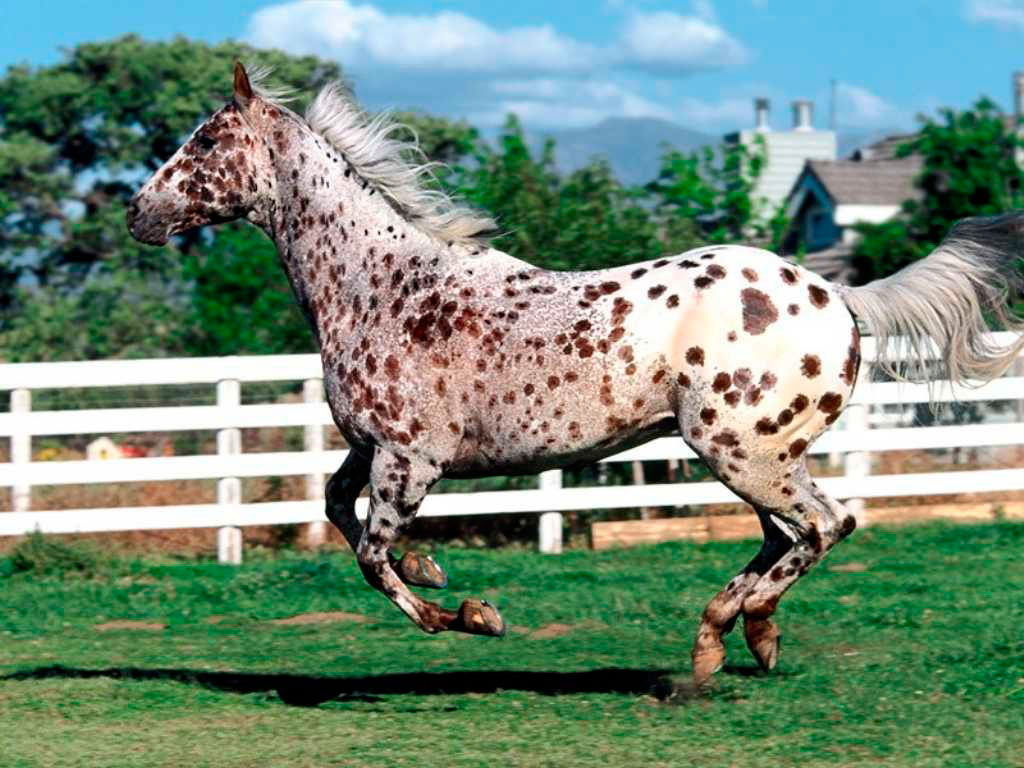 Appaloosa-Pferd