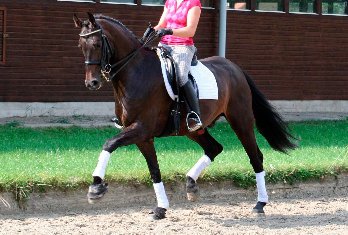 Holsteiner Pferd - HOLST