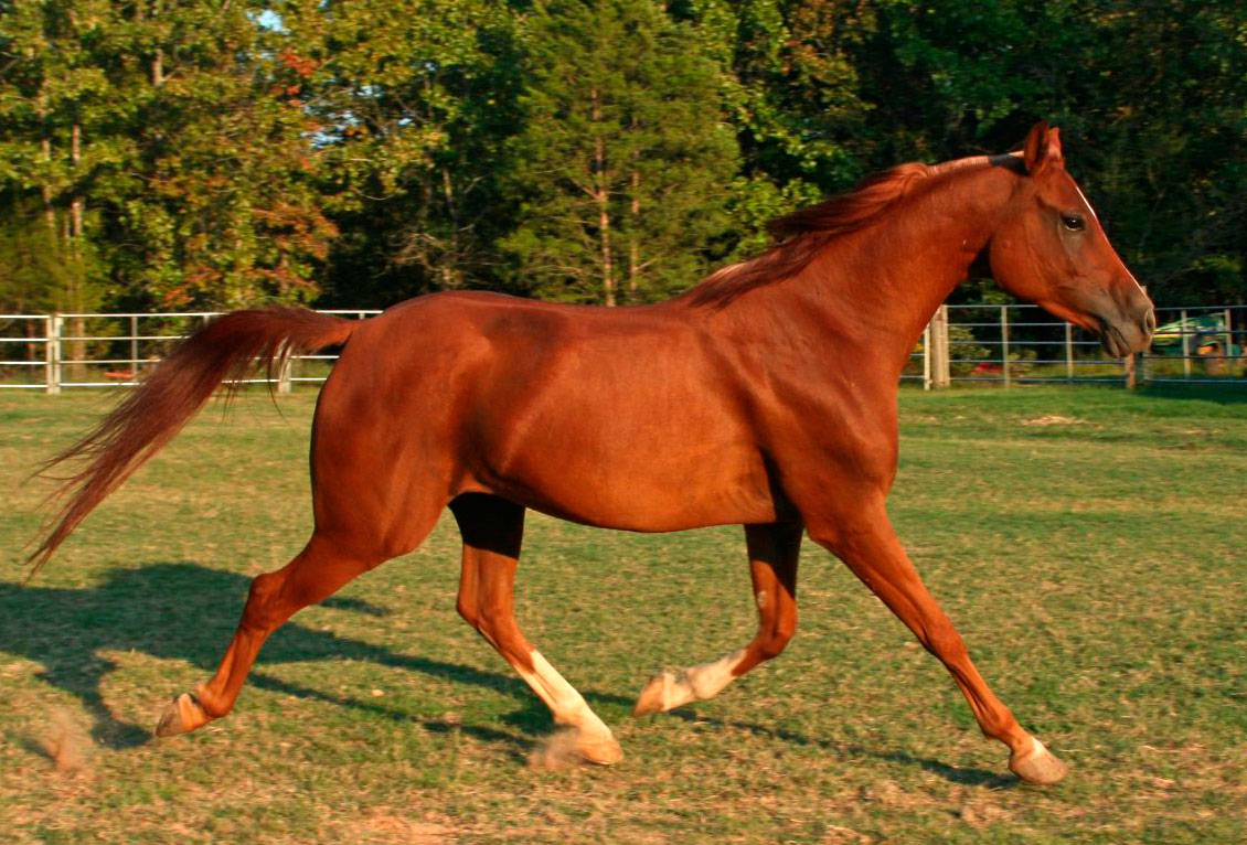 Araberpferd