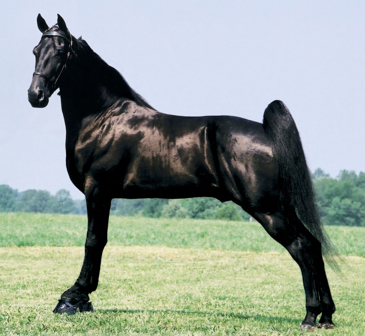 Tennessee Walking Horse