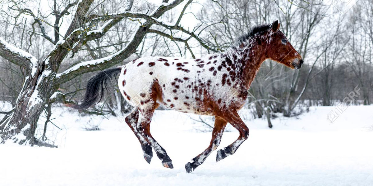 Merkmale des Appaloosa-Pferdes