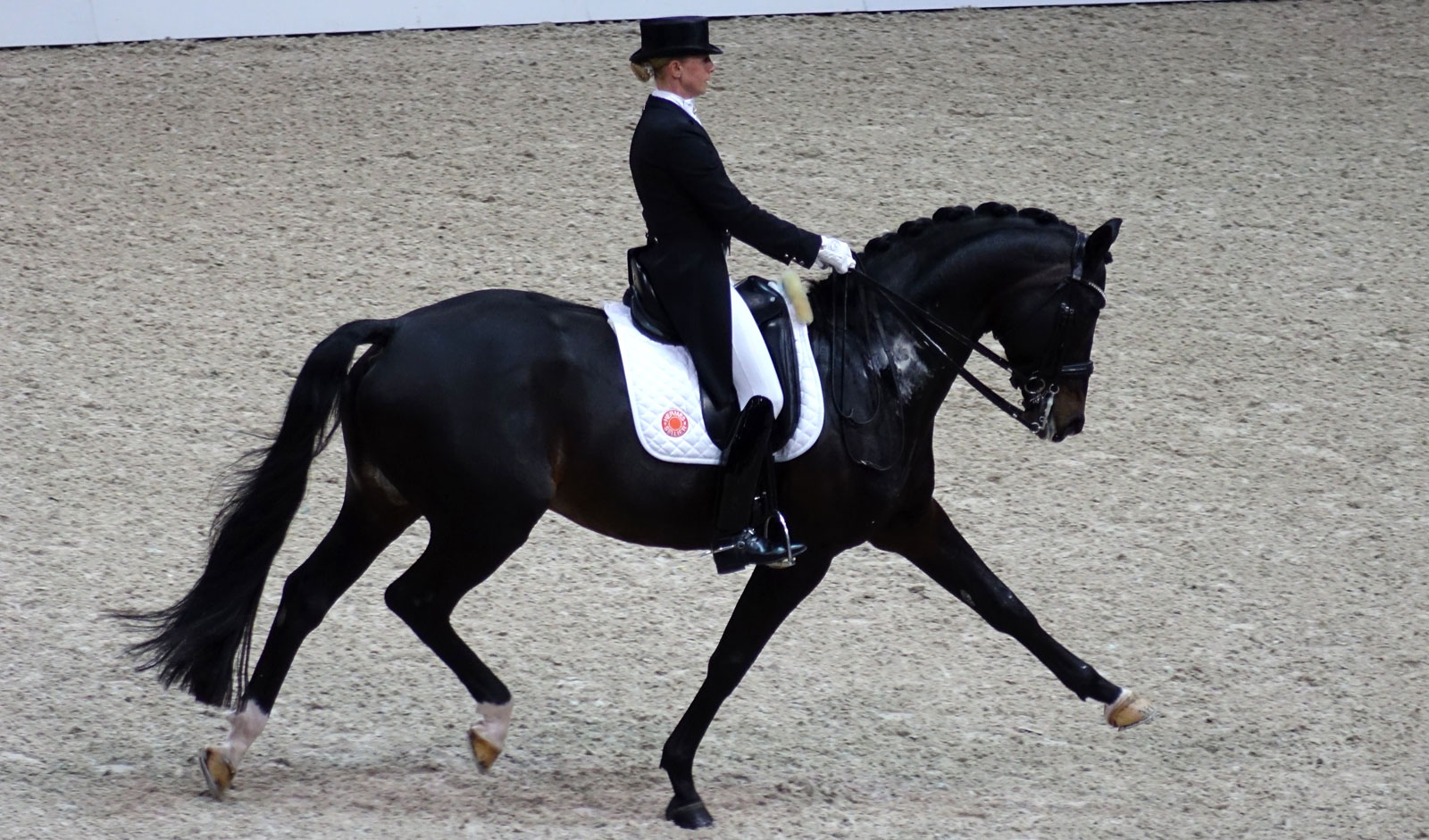 Merkmale des holländischen Warmblutpferdes