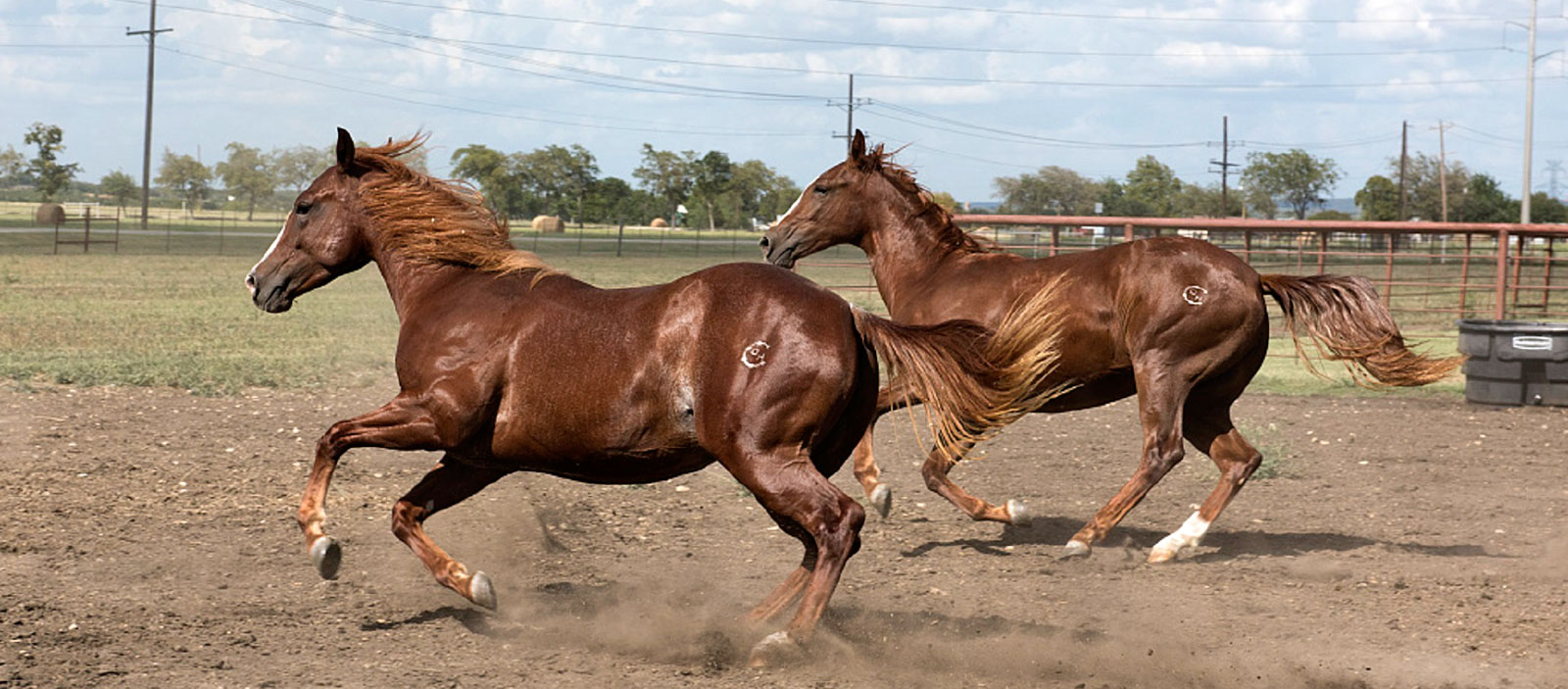 Merkmale des Quarter Horse