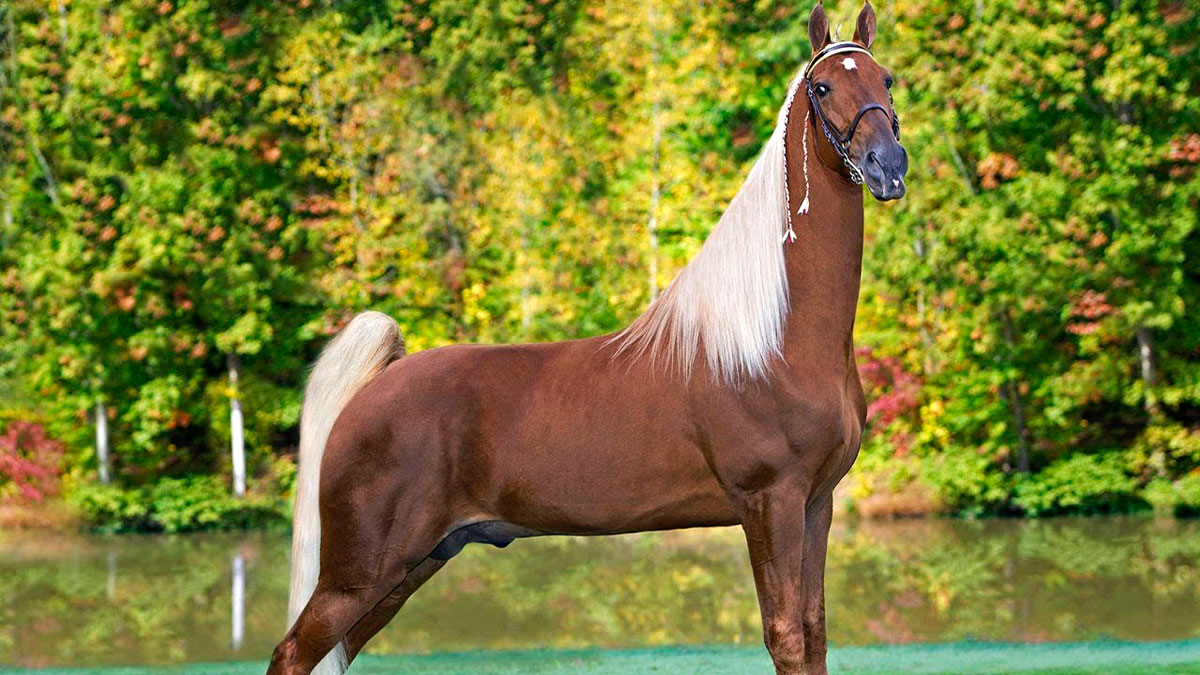 Merkmale des Tennessee Walking Horse