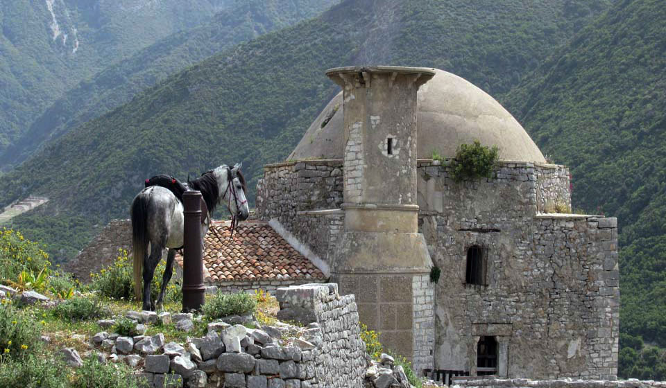 horse