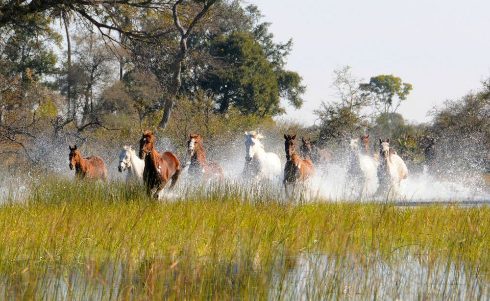 Caballos al galope