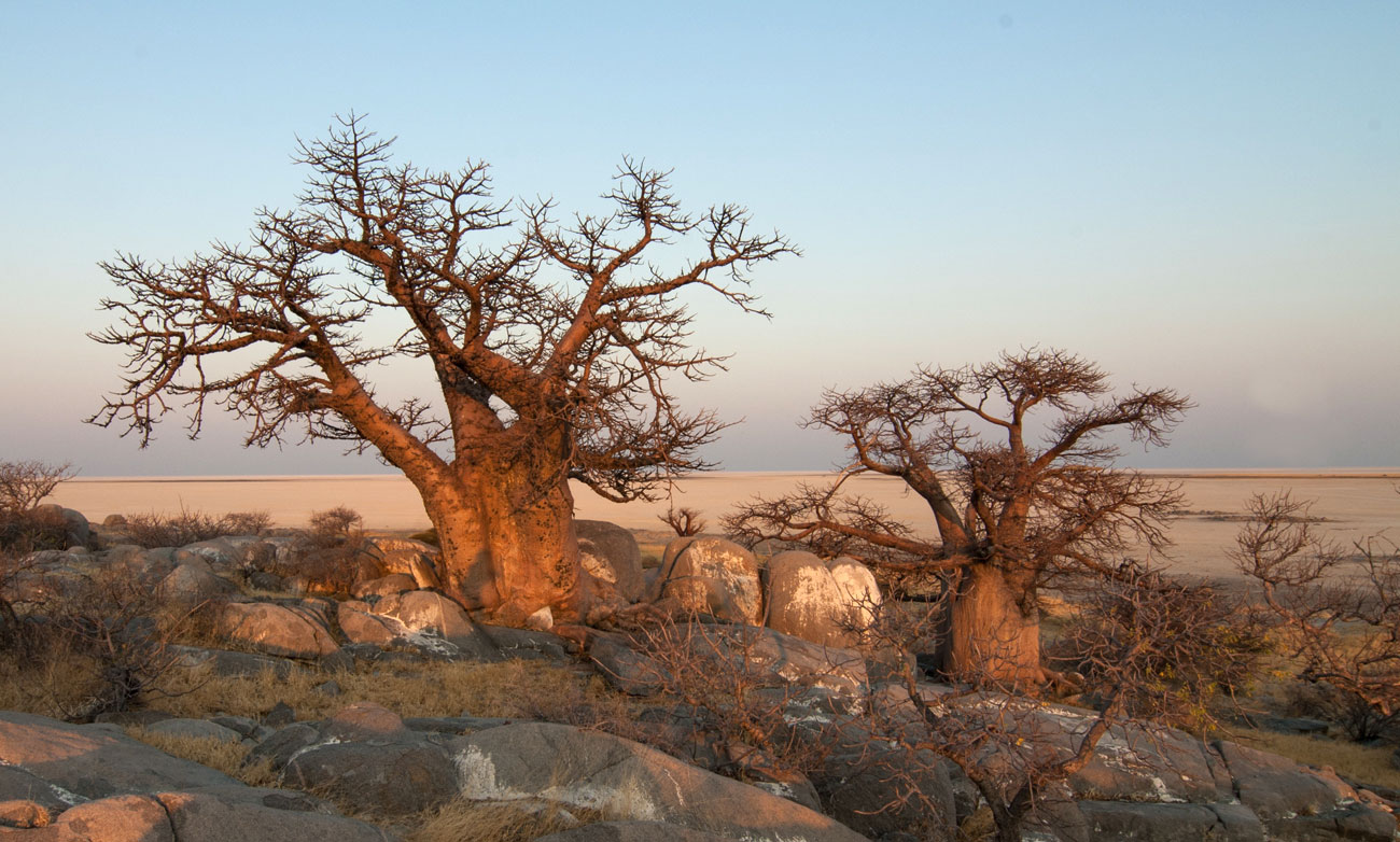Baobabs