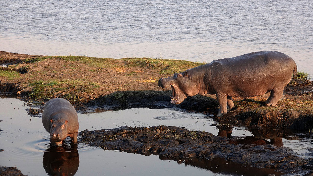 Hipopótamos en el Delta del Okavango