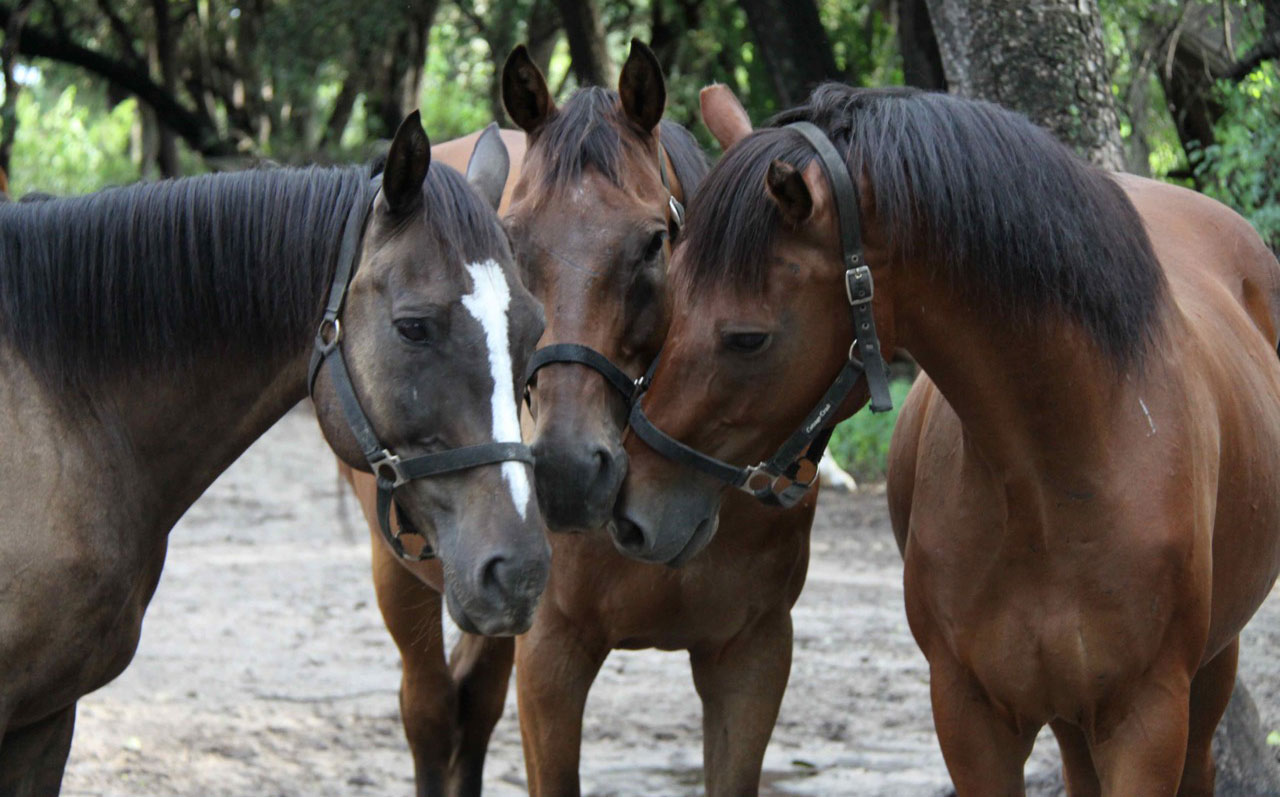 Caballos