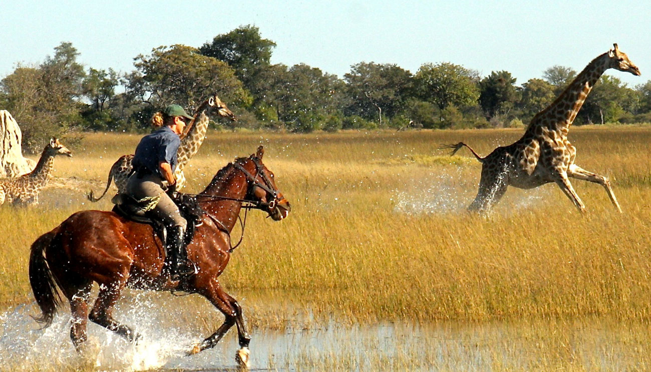 Cabalgando entre jirafas