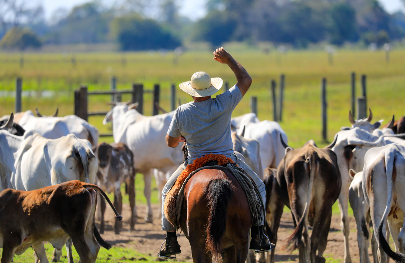 Cowboy con el ganado