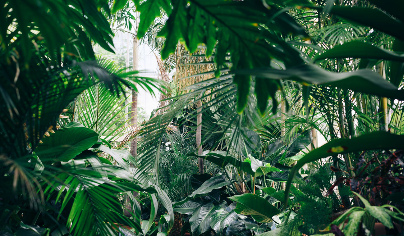 Selva amazónica