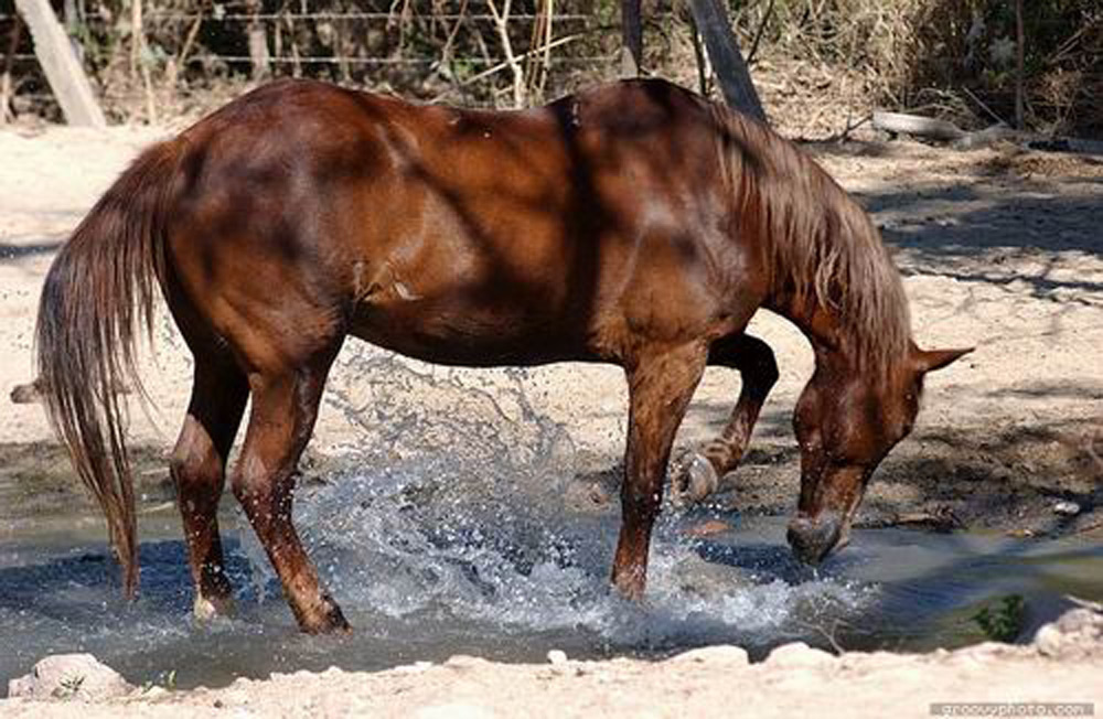 Caballo