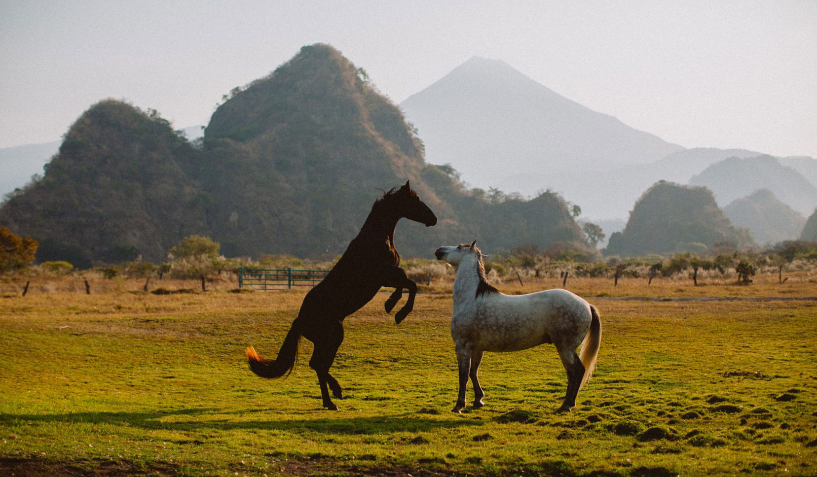 Caballos