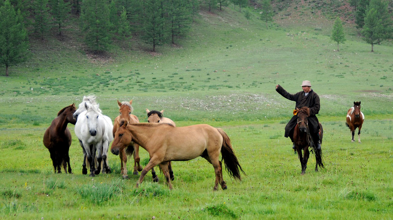 Caballos