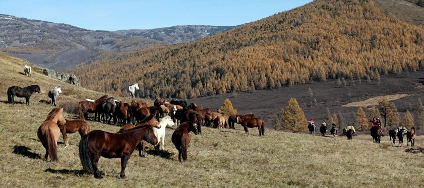 Caballos