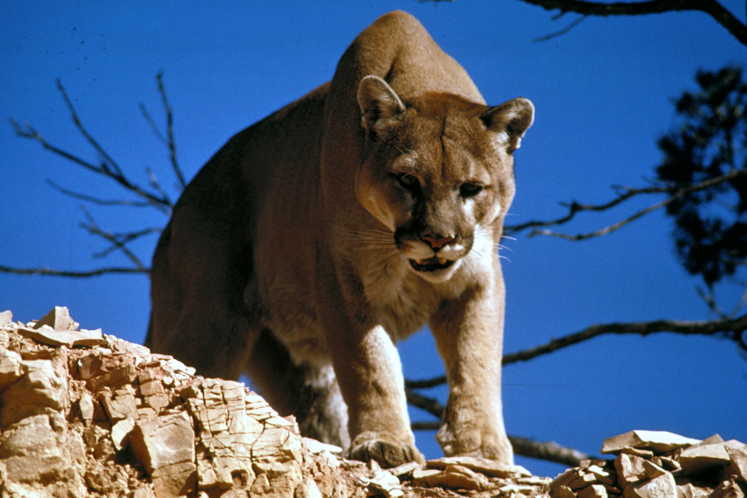 Fauna Norteaméricana