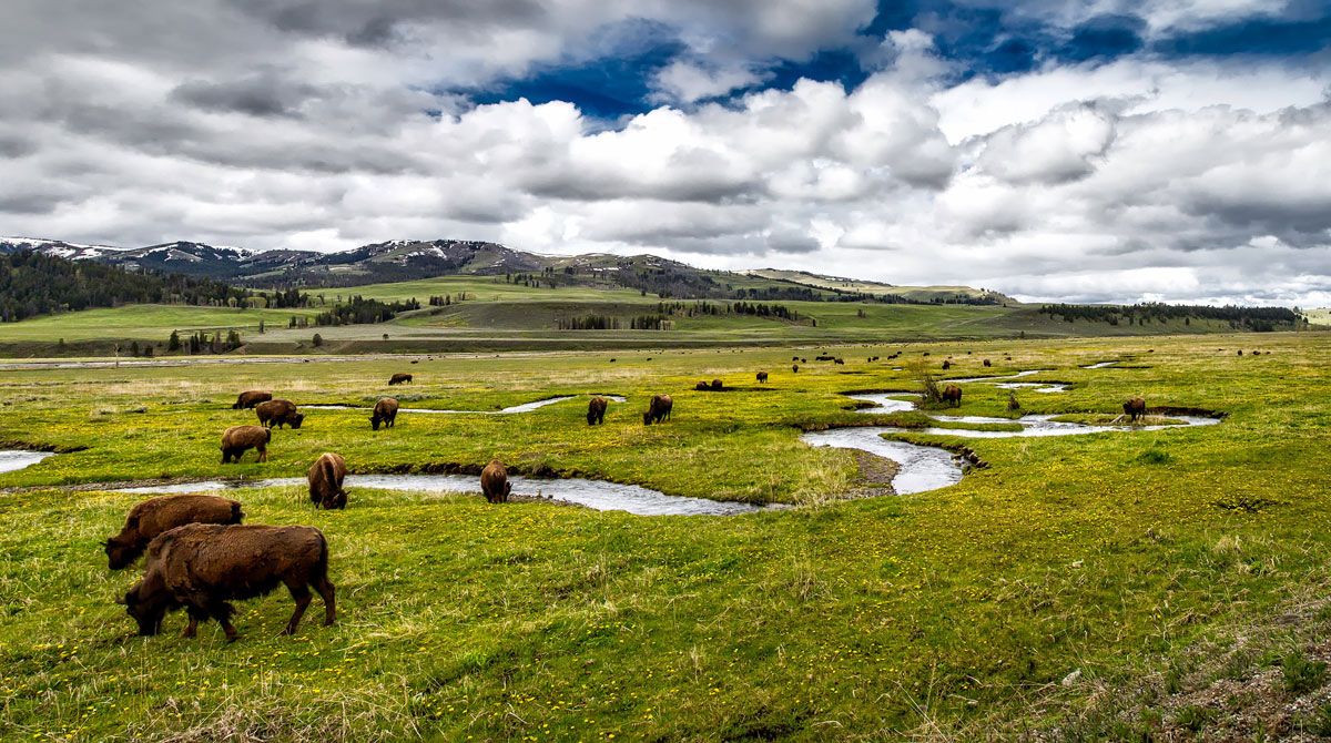 Valle de Hayden -Yellowstone