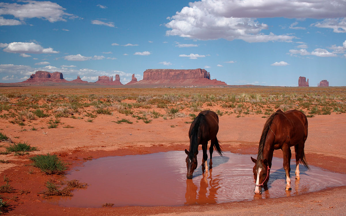 Pferde trinken in Arizona