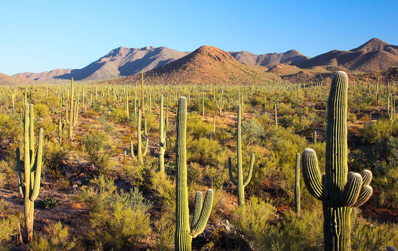 Saguaro Nationalpark