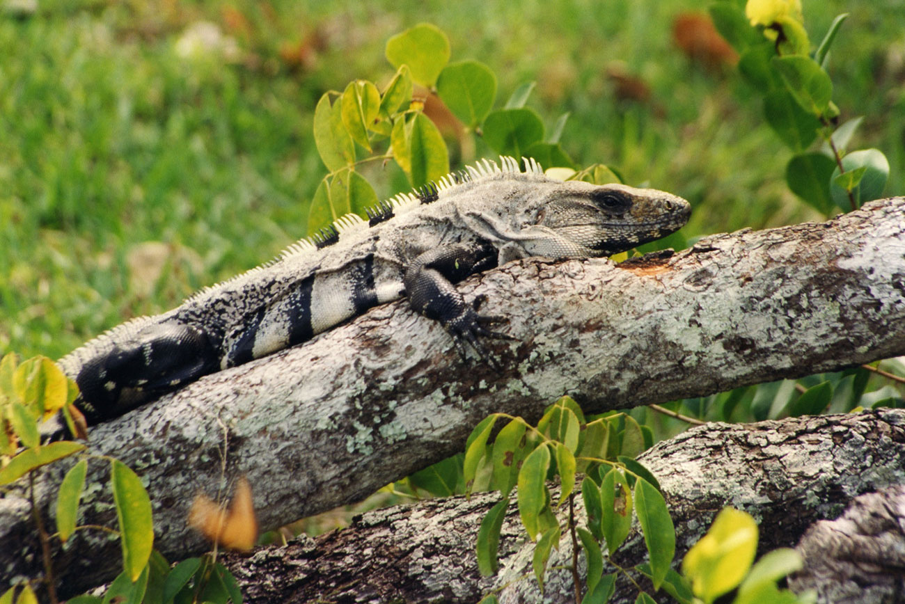 Iguana