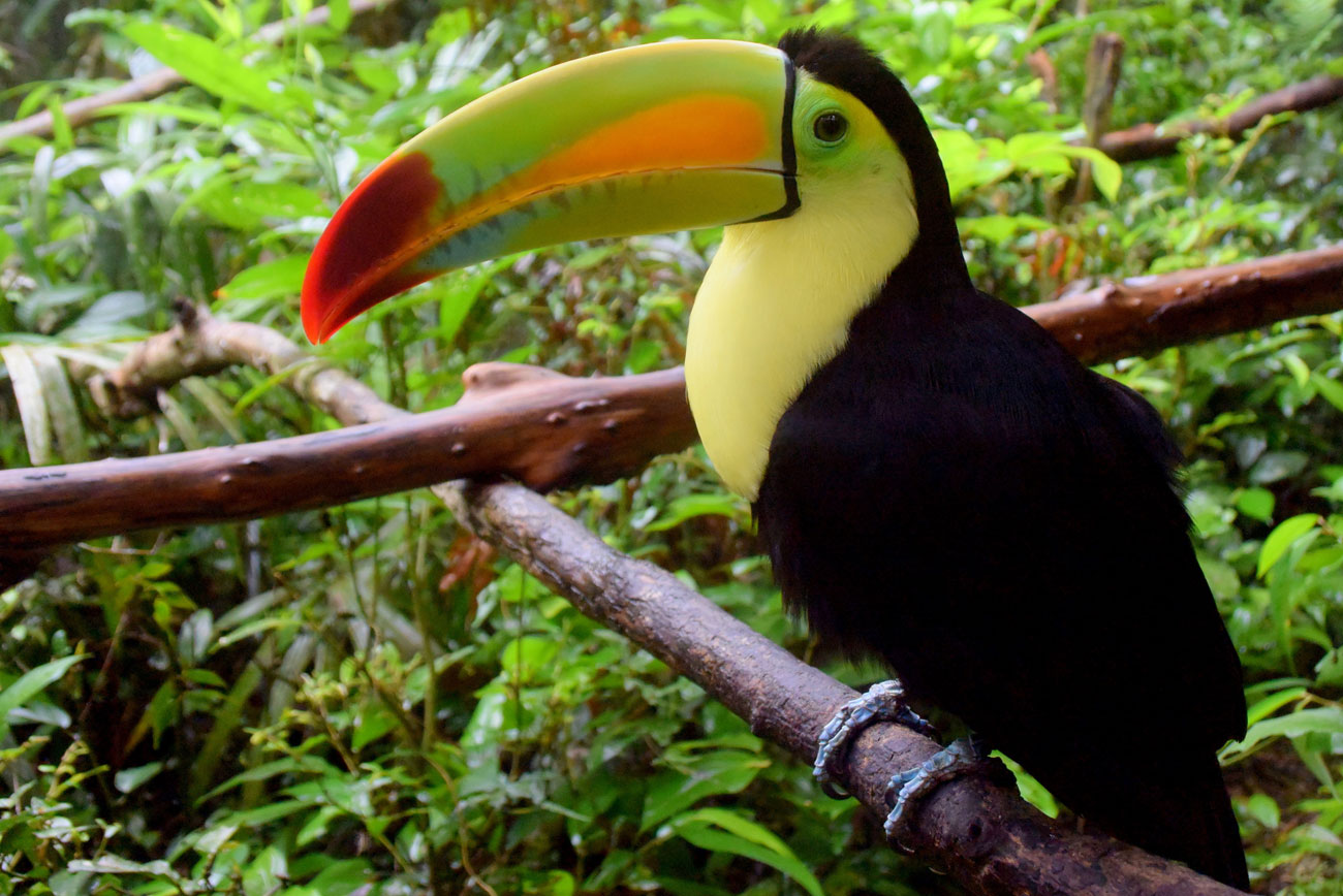 Toucan