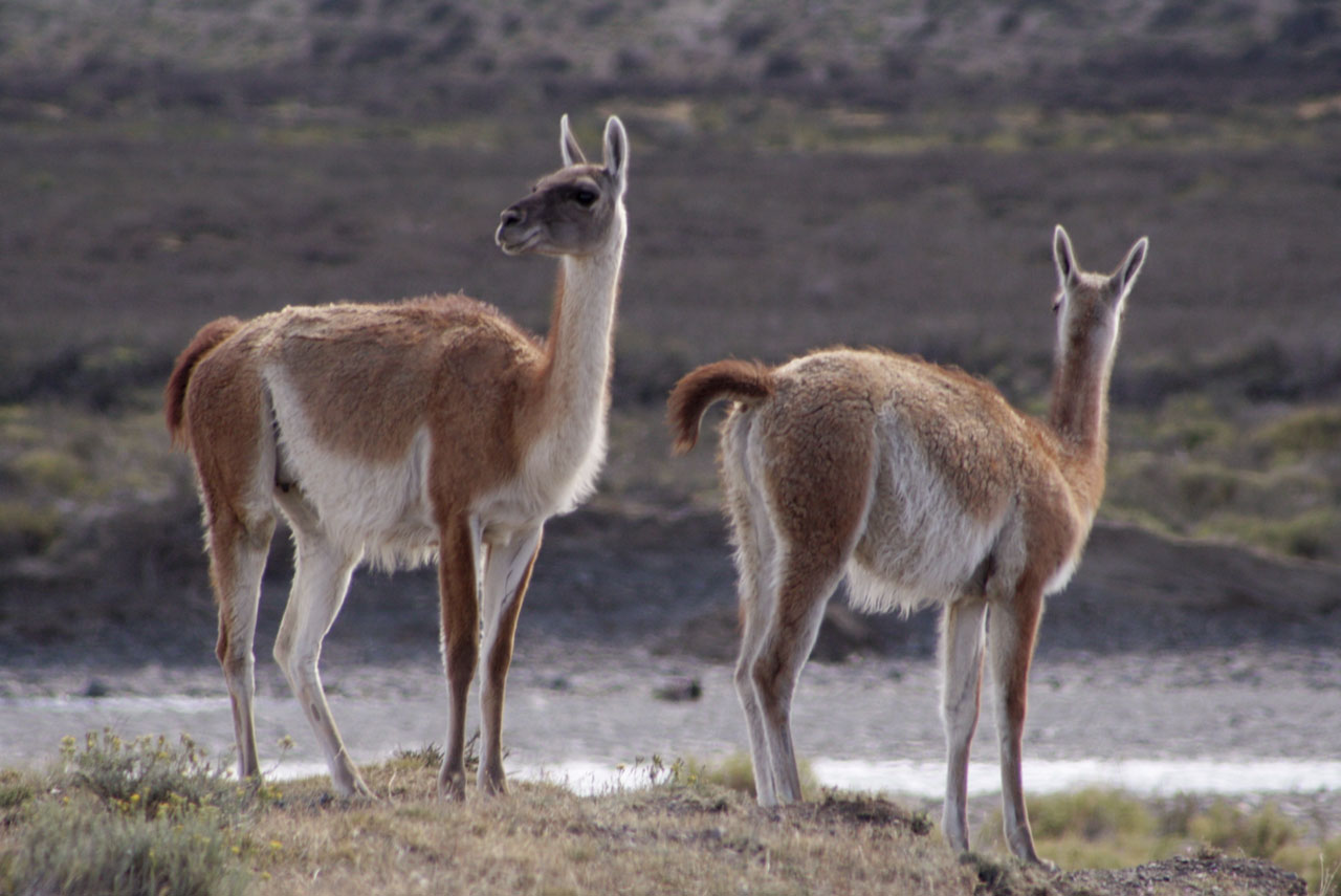 Llamas