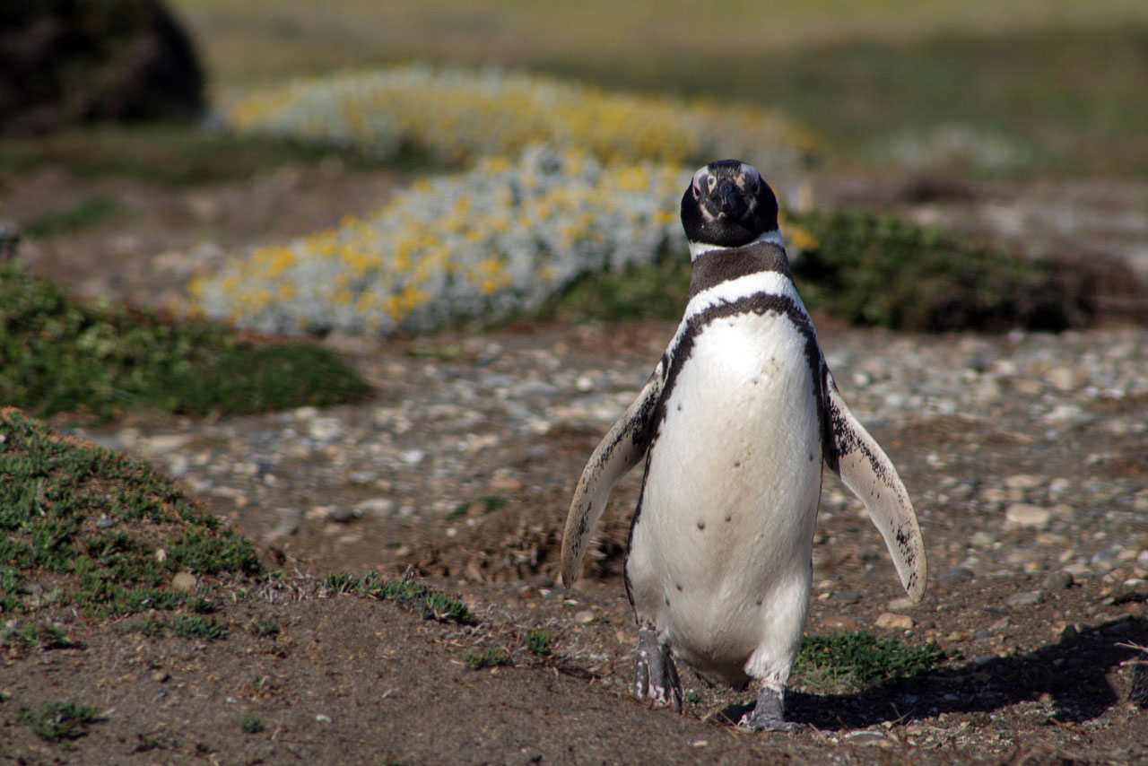 Pinguino