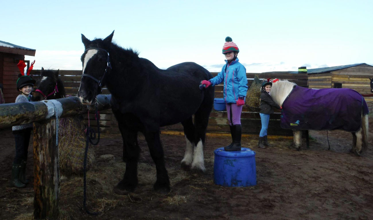 Prendre soin des chevaux
