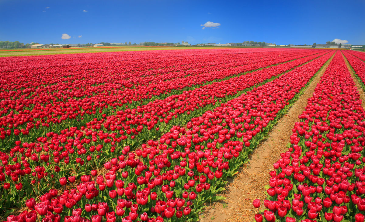 Tulip field