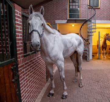 Horse in the stable