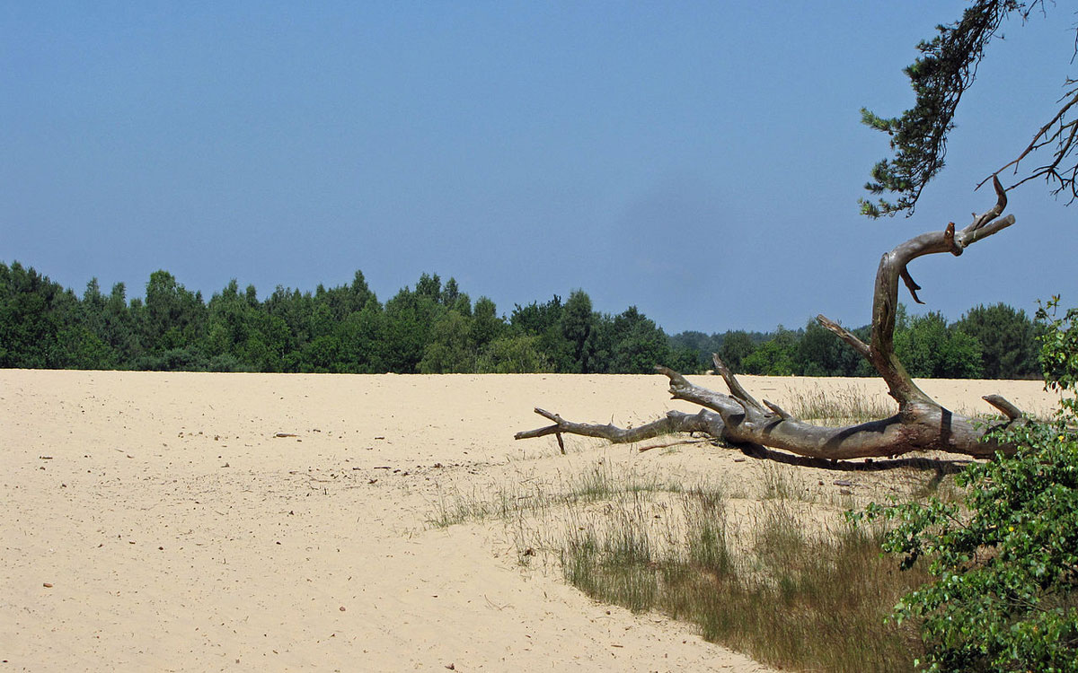 Loonse Dunes