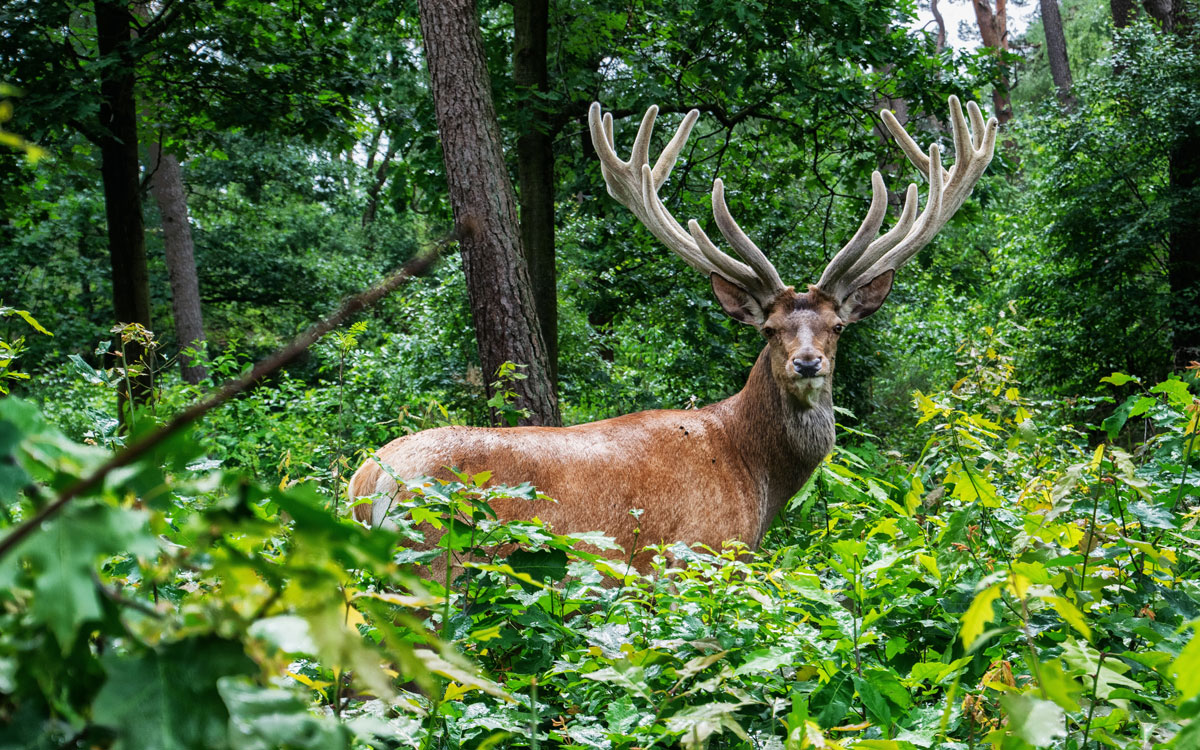 Deer in Hoge Veluwe National Park