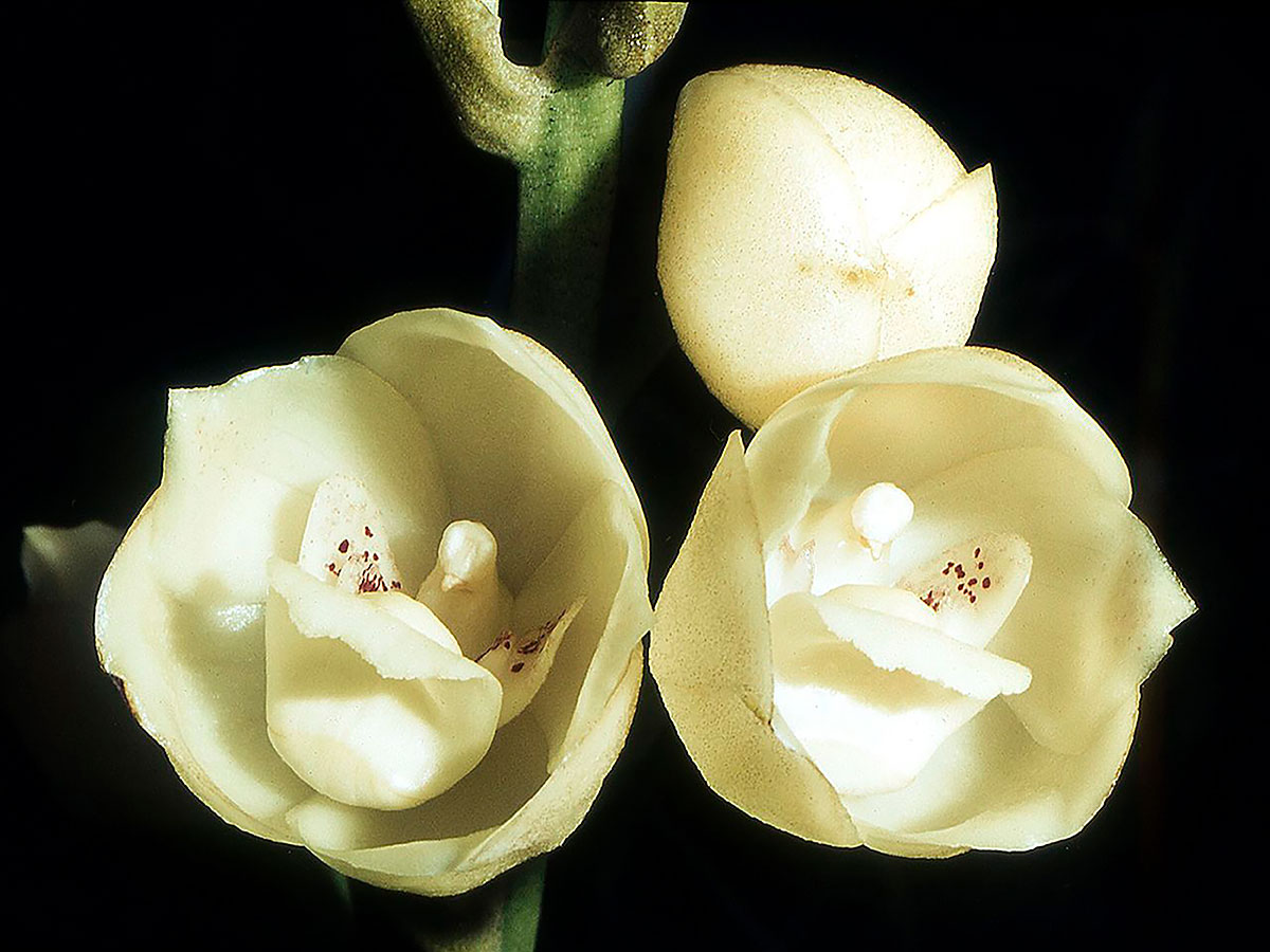 Flor del Espíritu Santo