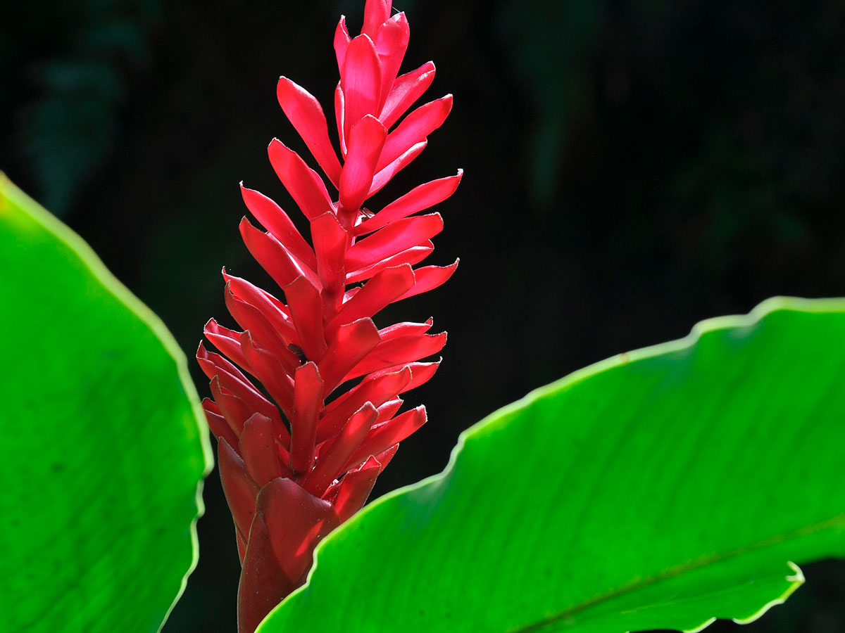 Orquídea