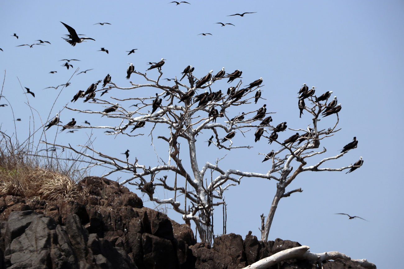 Manada de pájaros