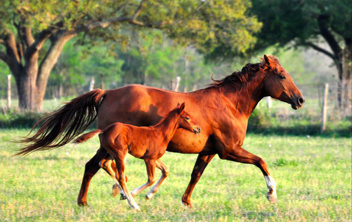 Caballos Texas
