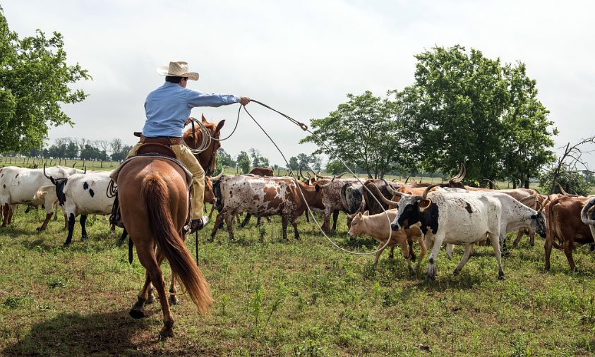 Texas Cowboy