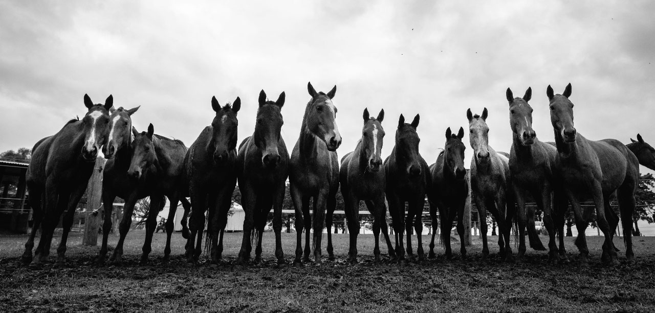 Uruguay caballos