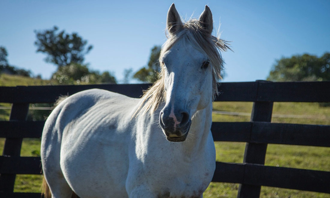 Uruguay caballo