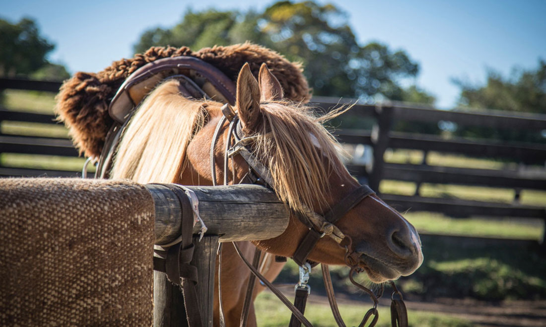 caballo Uruguay