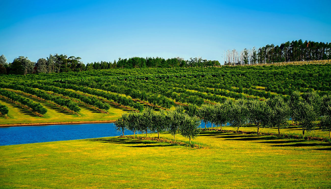 Huerto Uruguay