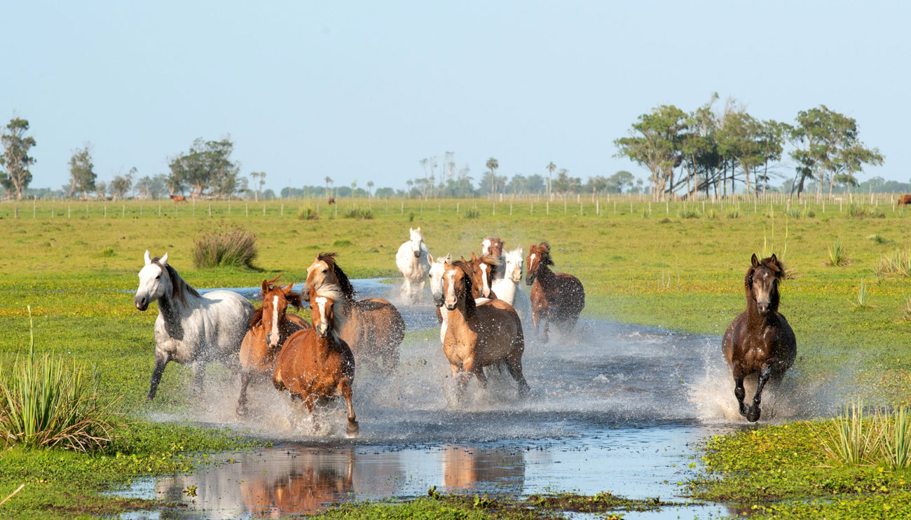 Caballos en Uruguay
